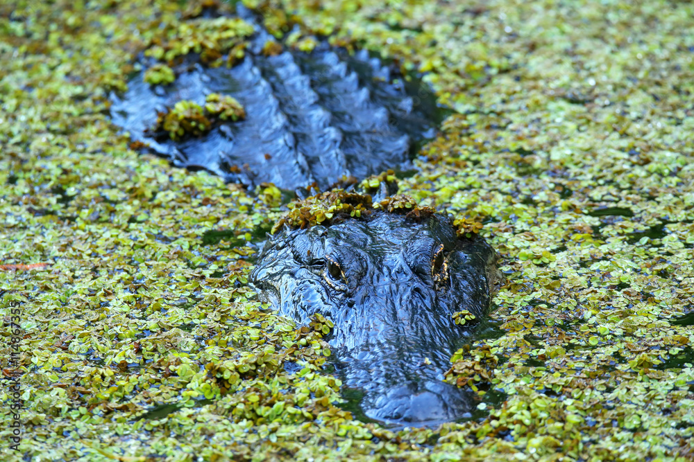 Naklejka premium Alligator in a swamp