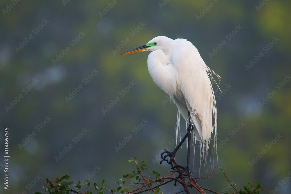Great Egret (Ardea alba) Great Egret (Ardea alba)