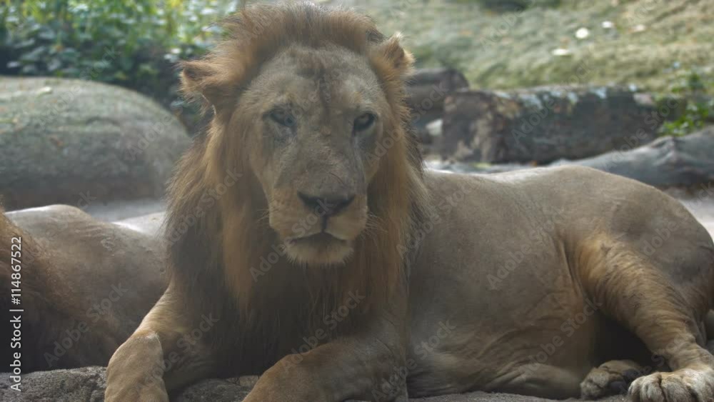 UltraHD video - Enormous, male, African lion, resting in the shade and licking his chops in his habitat UltraHD video - Enormous, male, African lion, resting in the shade and licking his chops in his habitat