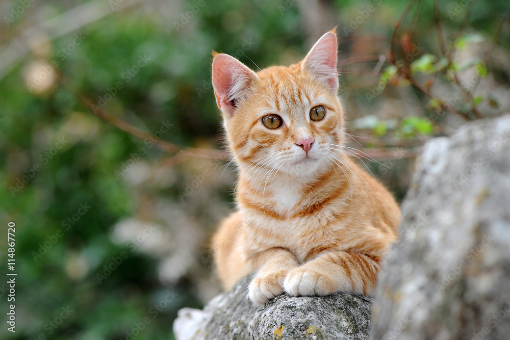 Fototapeta premium Hübsche gelbe Katze sitzt auf einer Mauer und beobachtet aufmerksam die Umgebung