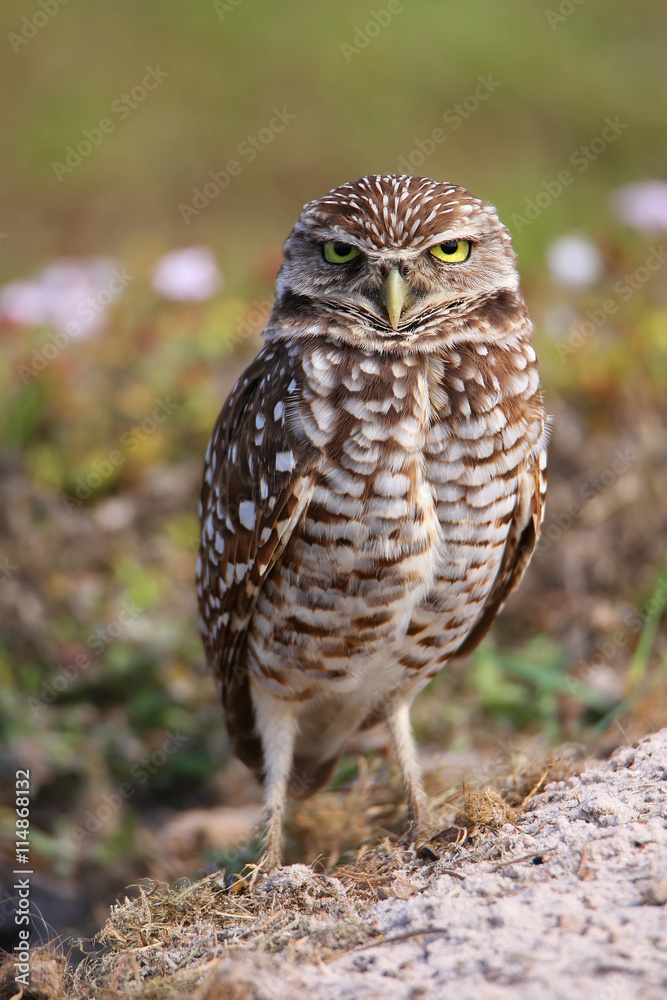 Burrowing Owl standing on the ground Burrowing Owl standing on the ground