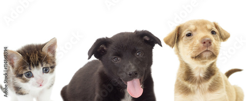 kitten and puppy on a white background