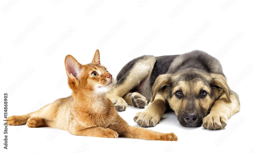 puppy and kitten looking