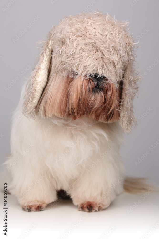 Shih Tzu dog in cute hat stretched over his eyes 