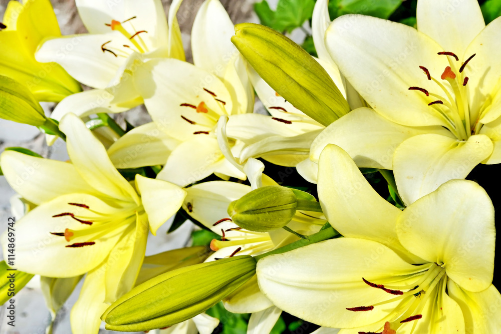 Obraz premium Colorful beautiful flowers lily on the background of the summer