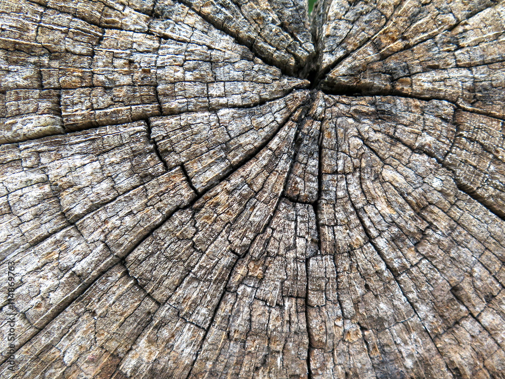 Fototapeta premium Holzstruktur-Alte Baumstamm