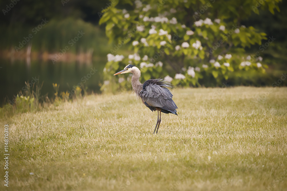 Fototapeta premium Blue Heron