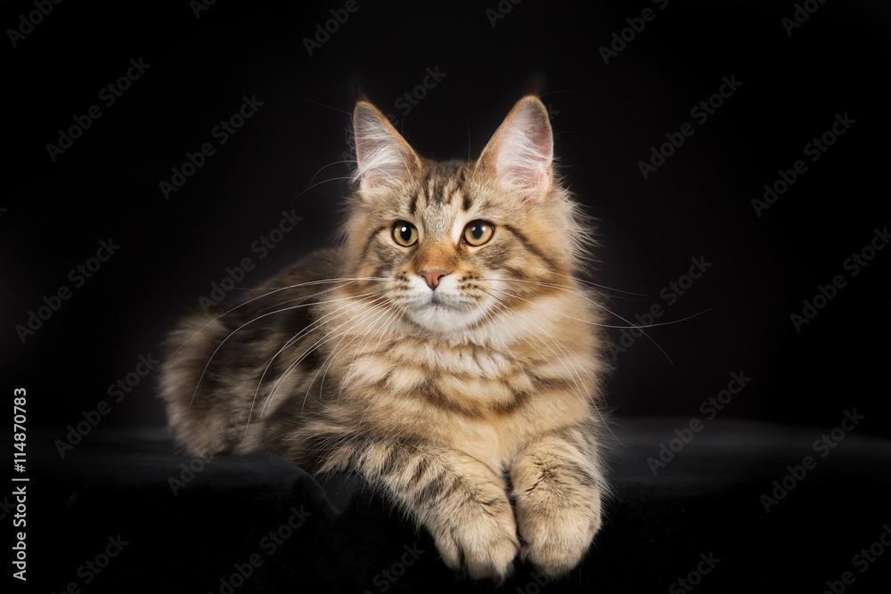 Purebred Maine Coon cat isolated on black background