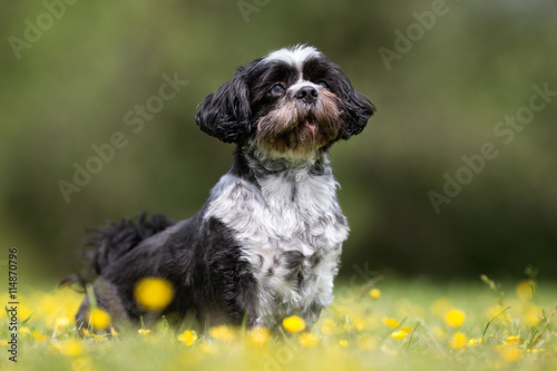 Fotografie Bichon havanese dog outdoors in nature