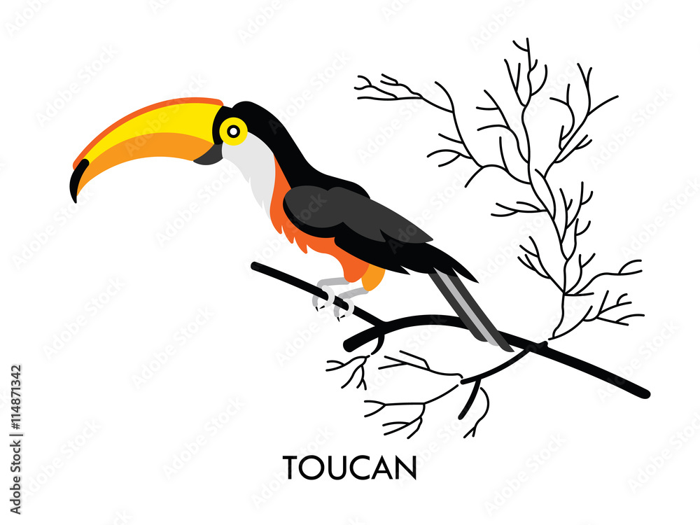 Fototapeta premium Toucan african birds 1