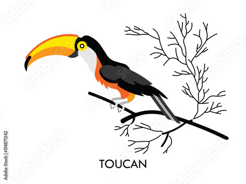 Toucan african birds 1