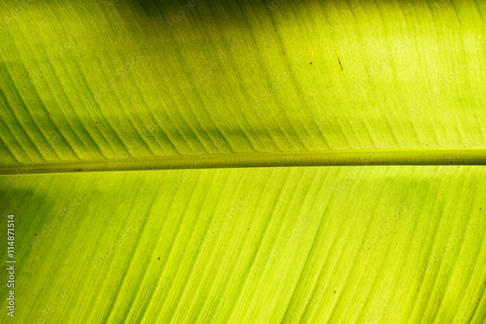 Green banana leaf background abstract Green banana leaf background abstract