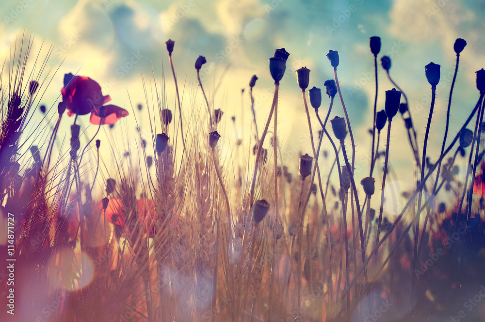 Poppies in the wheat field - obrazy, fototapety, plakaty 