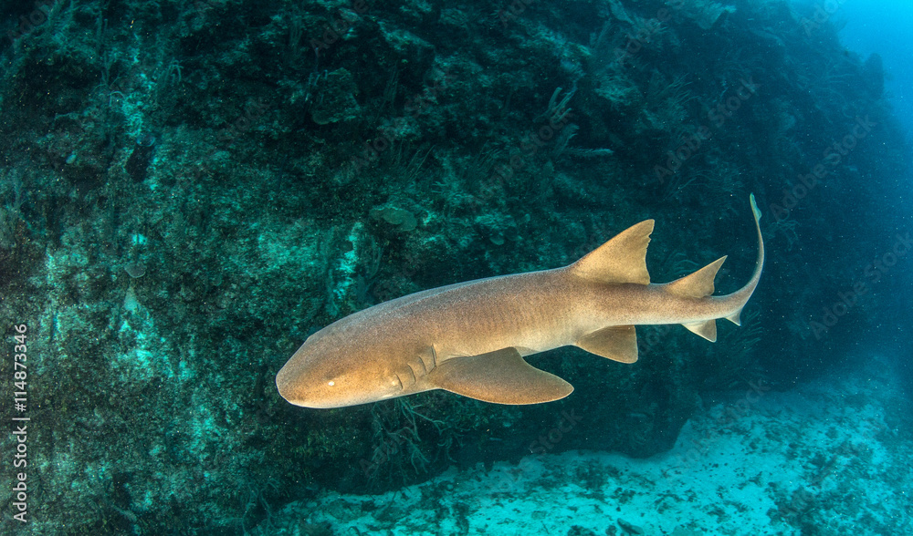 Fototapeta premium Nurse Shark