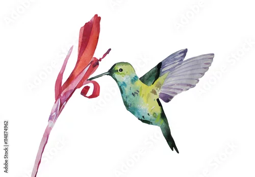 Naklejka na ścianę akwarela, colobri