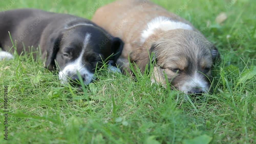 Two little puppy dogs lying on the grass in the garden Two little puppy dogs lying on the grass in the garden