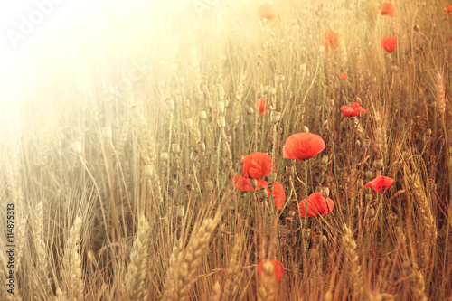 Poppies and wheat in the summer
