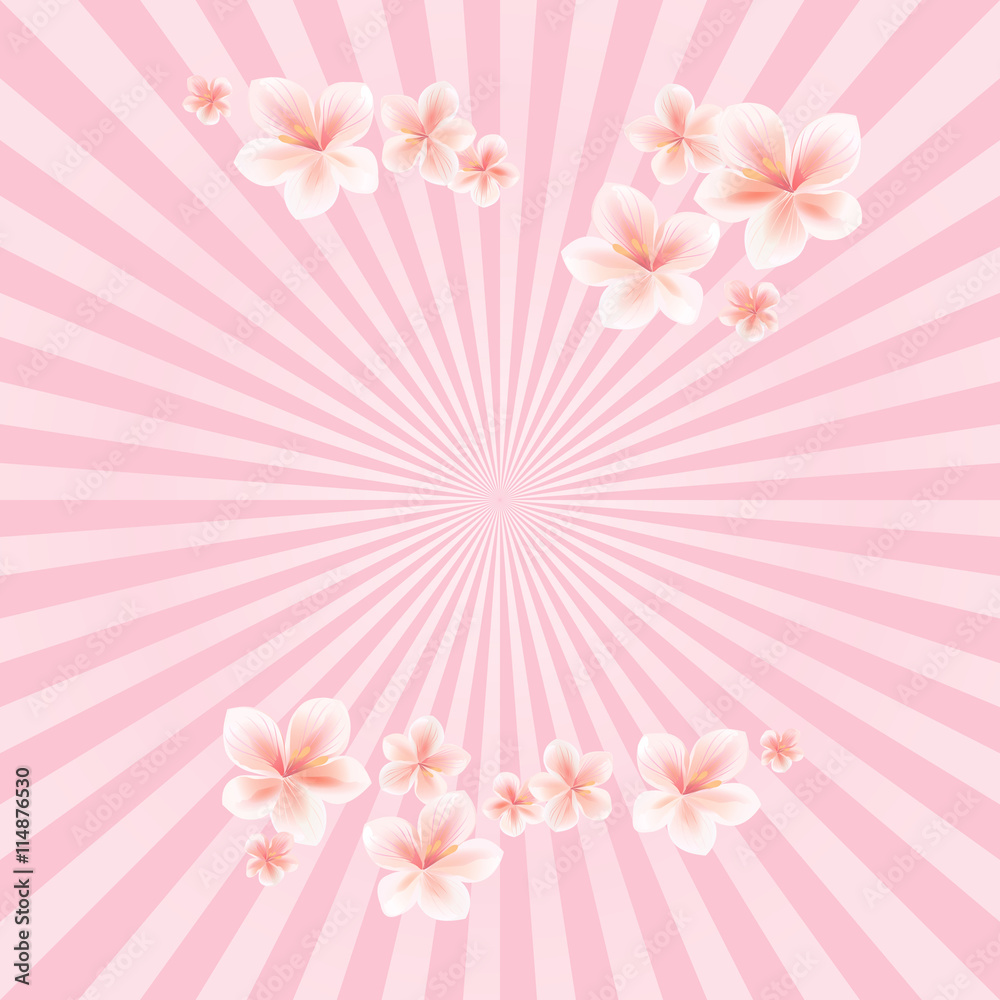 Flowers background. Flowers design. Apple tree flowers. Sakura flowers on light Pink rays background. Cherry blossom. Vector 