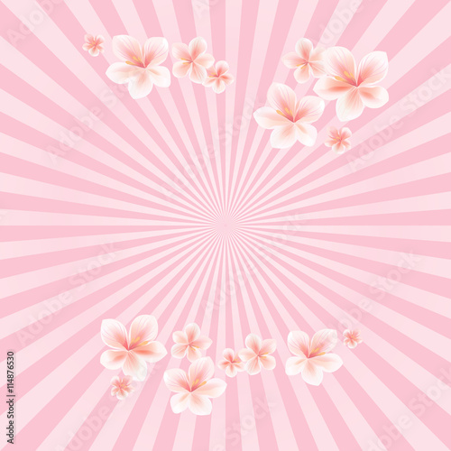 Flowers background. Flowers design. Apple tree flowers. Sakura flowers on light Pink rays background. Cherry blossom. Vector 