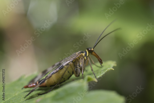 Скорпионовая муха © baronred