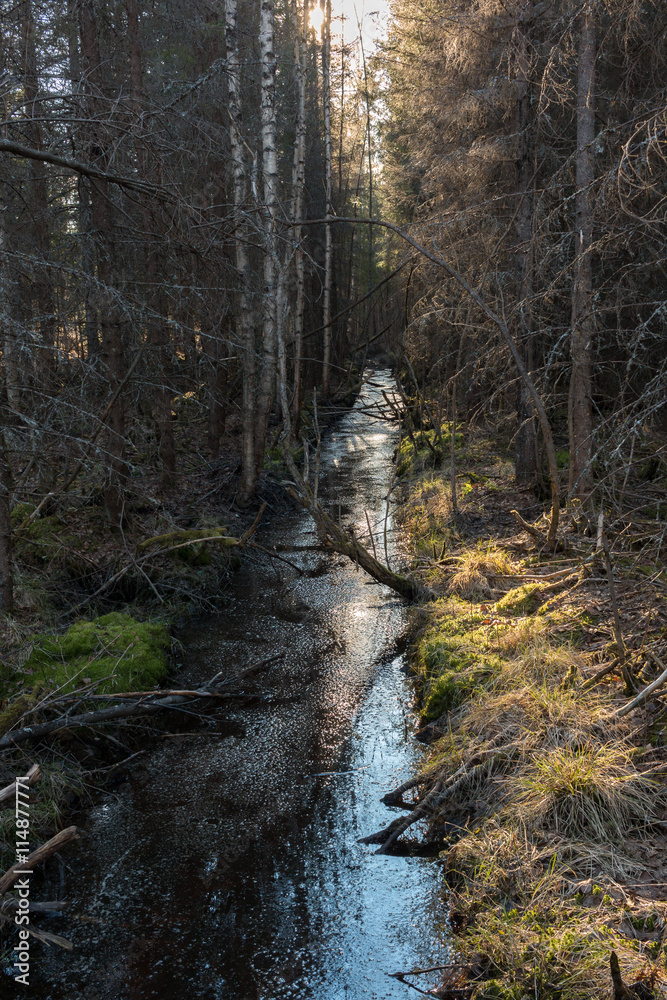 Straght ditch in wetland forest in Finland