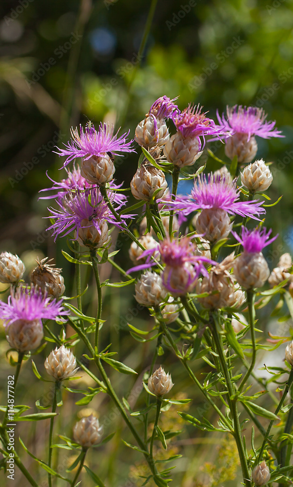 Fototapeta premium Purple wildflowers.