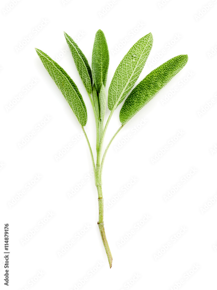 Fototapeta premium Close Up branch fresh sage leaves isolated on white background .