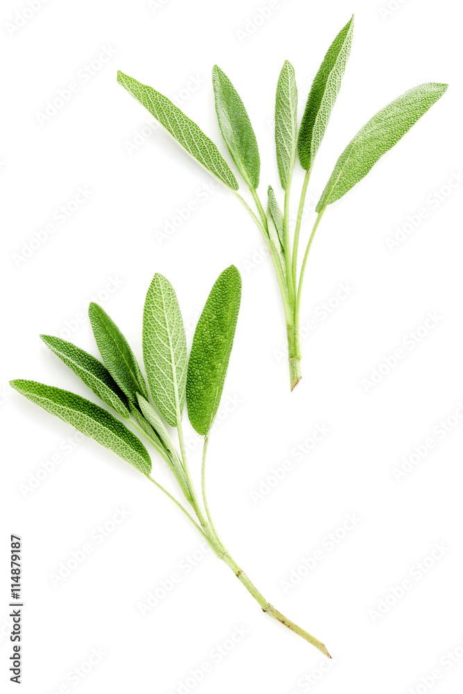 Fototapeta premium Close Up branch fresh sage leaves isolated on white background .