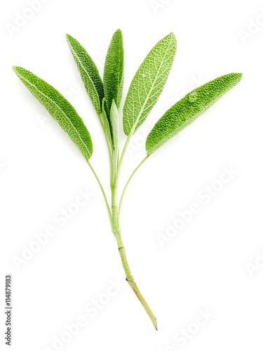 Close Up branch fresh sage leaves isolated on white background .