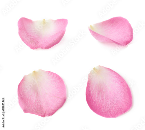 Fotografia Single rose petal isolated