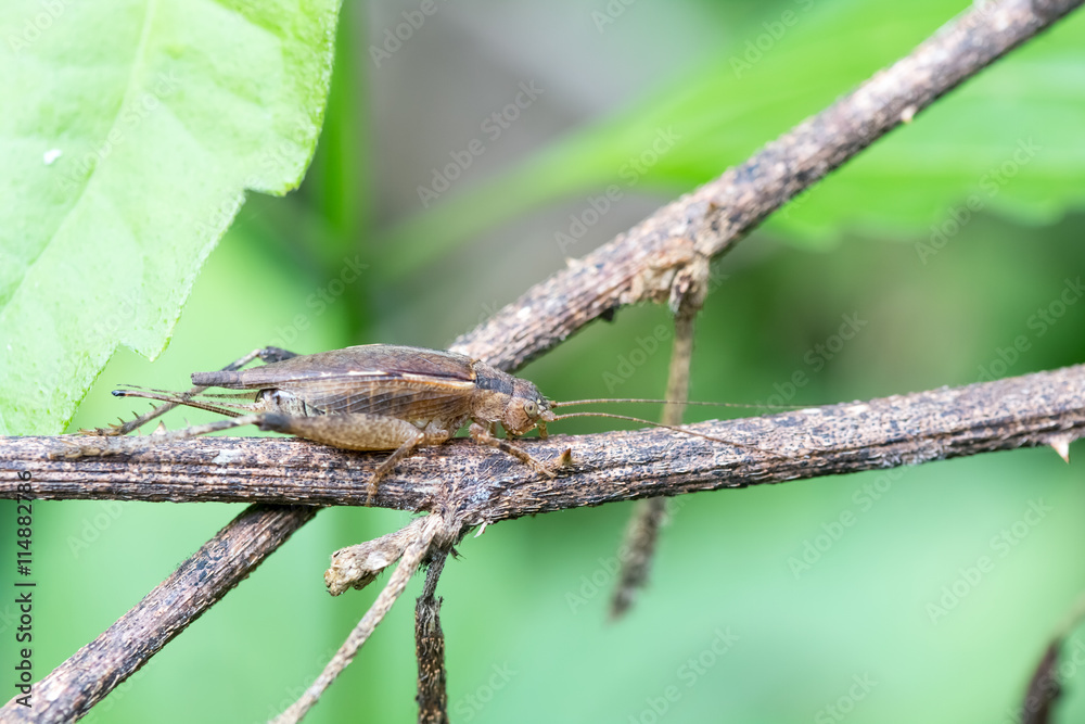 Brown grasshopper perched on a tree branch. Brown grasshopper perched on a tree branch.
