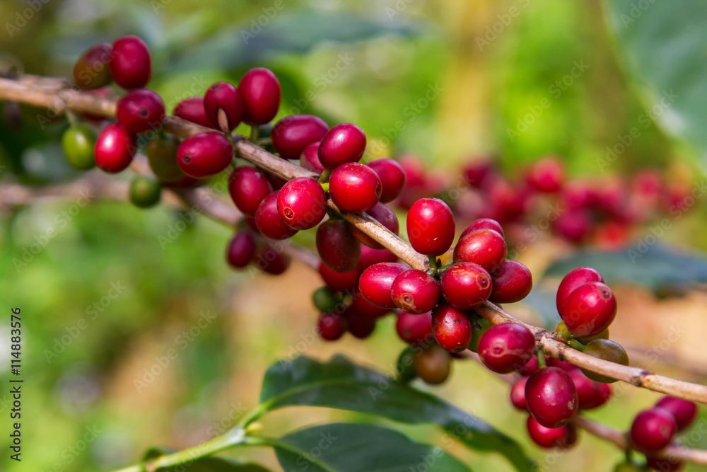 Coffee beans ripening on tree in North of thailand Coffee beans ripening on tree in North of thailand