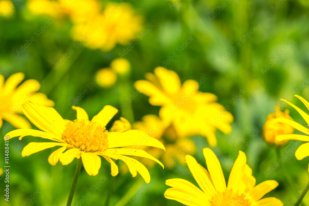 Obraz premium Beautiful fresh flower with natural sunlight and blurred background