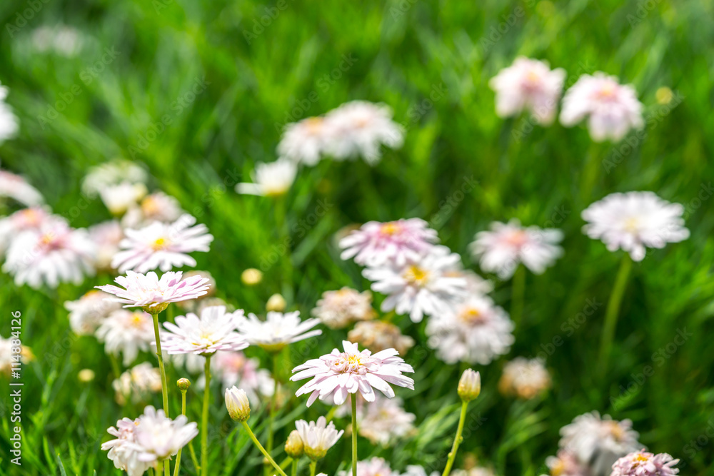 Beautiful fresh flower with natural sunlight and blurred background Beautiful fresh flower with natural sunlight and blurred background
