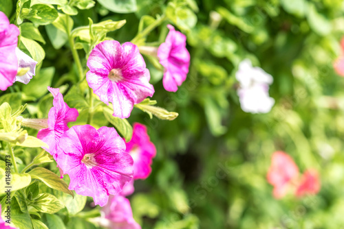 Spring flower with blurred background