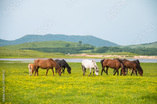 Horses in the pasture