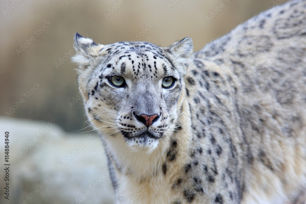 Naklejka premium Snow leopard (Panthera uncia) close up