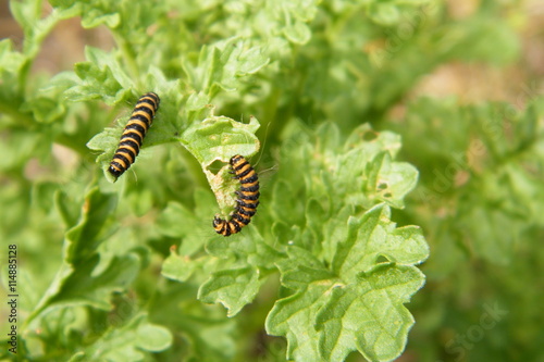 Cinnabar Moth Caterpillars eating Ragwort