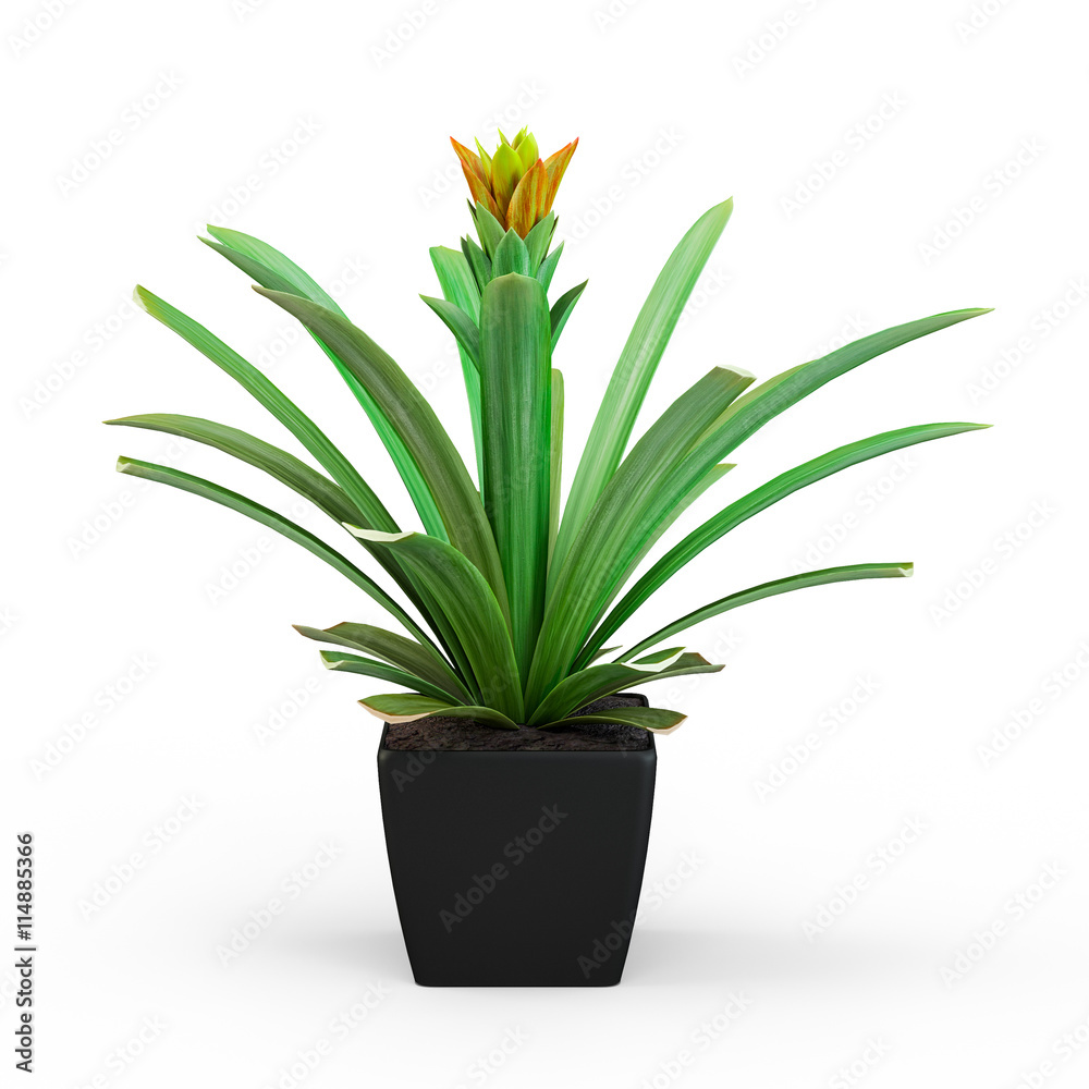 Pineapple flower bush in a pot isolated on white background. 3D Rendering, 3D Illustration. Pineapple flower bush in a pot isolated on white background. 3D Rendering, 3D Illustration.