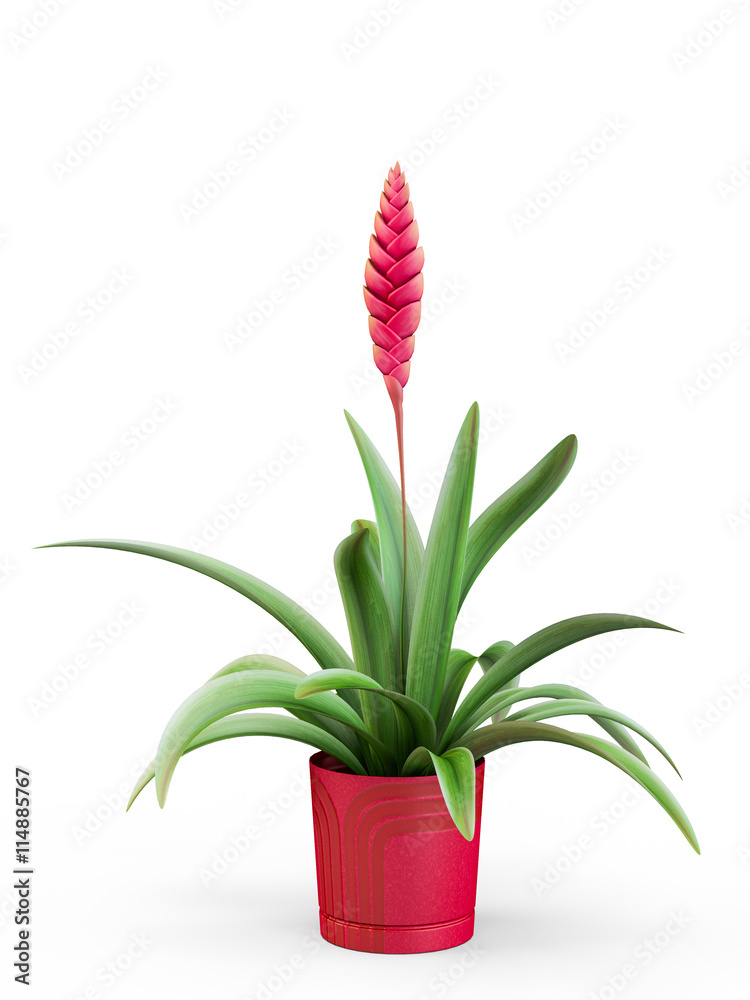 Red bromelia flower isolated on white background. 3D Rendering, 3D Illustration.