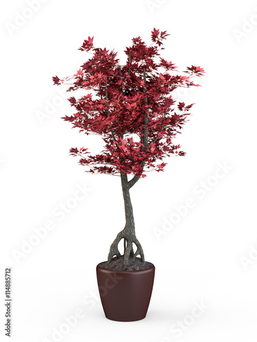 Bonsai japanese maple with red leaves in pot isolated on white background. 3D Rendering, 3D Illustration.