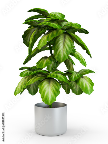 Dieffenbachia potted plant isolated on white background. 3D Rendering, 3D Illustration. photo