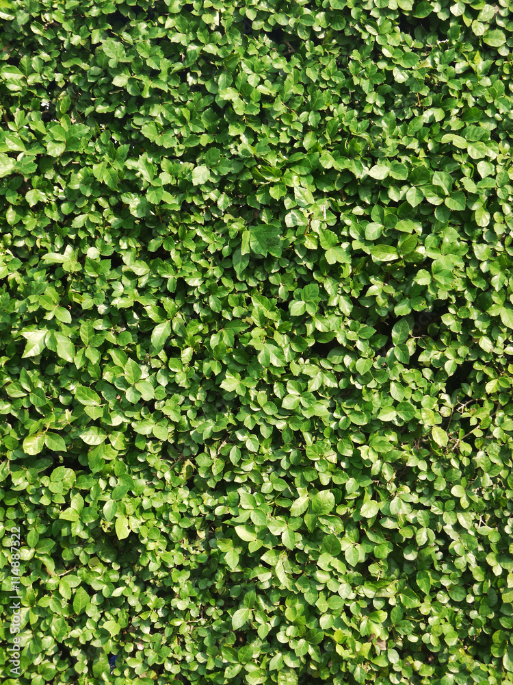 Ornamental shrubs ,Wall shrubs Ornamental shrubs ,Wall shrubs