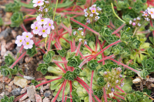 Androsace sempervivoides green and pink little flowers photo