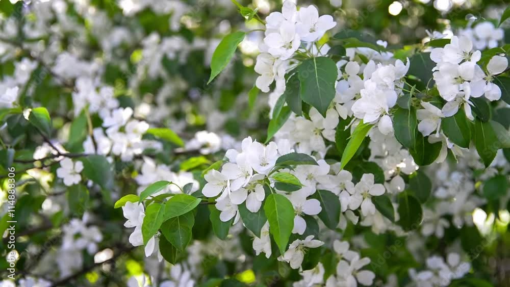 Spring blossom apple tree branches with white flowers on the wind Spring blossom apple tree branches with white flowers on the wind