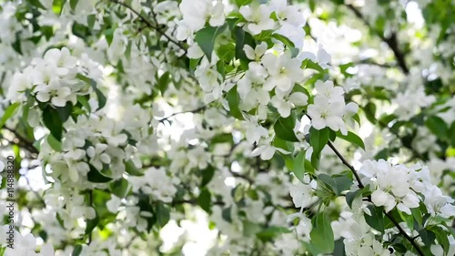 Spring blossom apple tree branches with white flowers on the wind