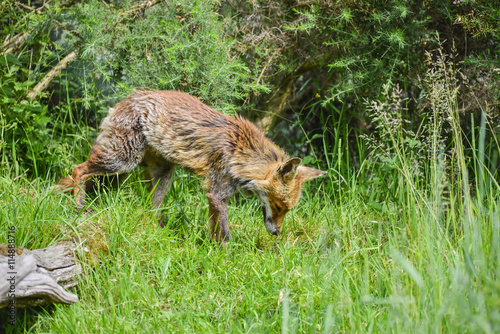Beautiful old female vixen fox in long Summer grass in field