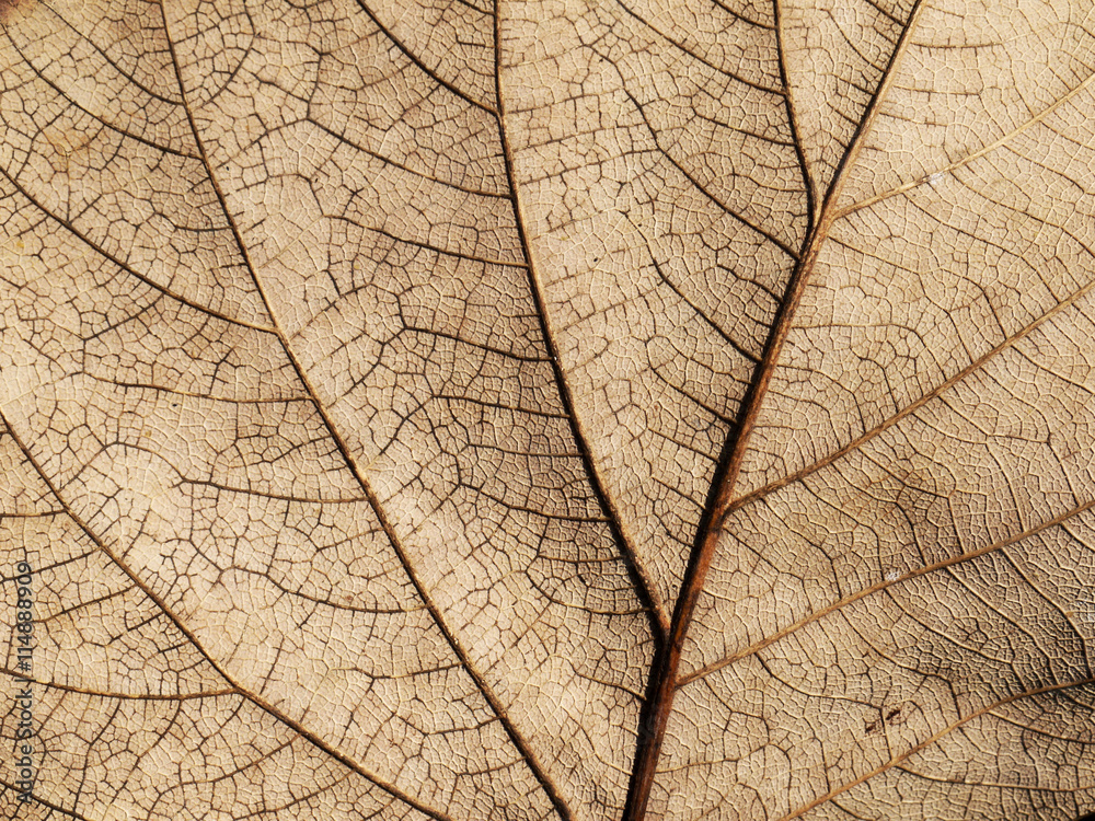 Obraz premium dry brown leaf texture