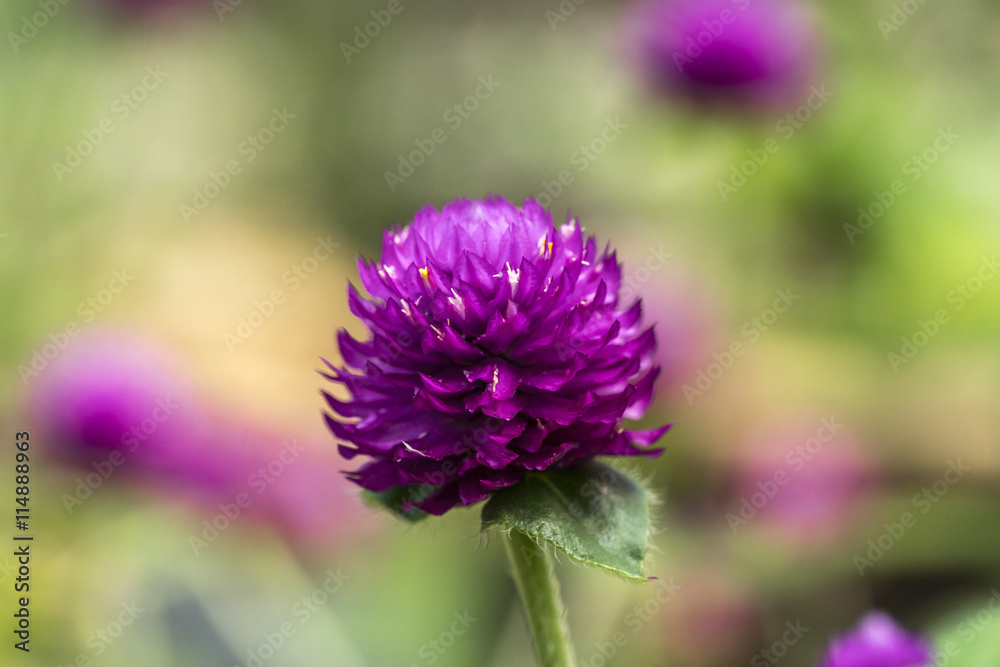 Chrysanthemun flower with blurred background Chrysanthemun flower with blurred background