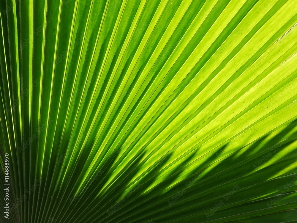beautiful palm leaves of tree in sunlight beautiful palm leaves of tree in sunlight